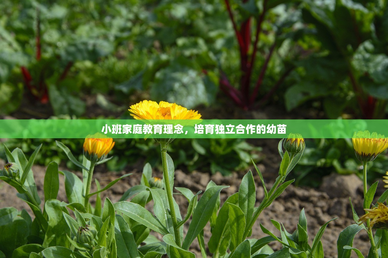 小班家庭教育理念，培育独立合作的幼苗
